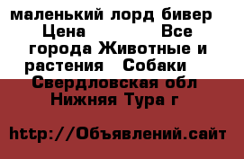 маленький лорд бивер › Цена ­ 10 000 - Все города Животные и растения » Собаки   . Свердловская обл.,Нижняя Тура г.